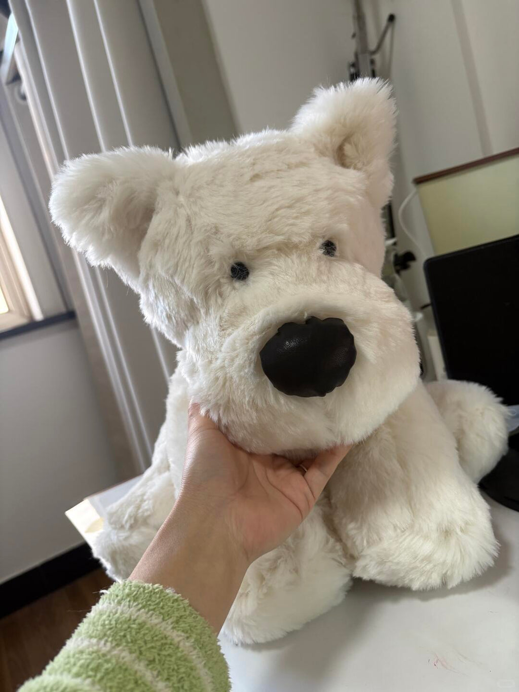 White scottie dog held by a person in a room with a white wall and black chair.