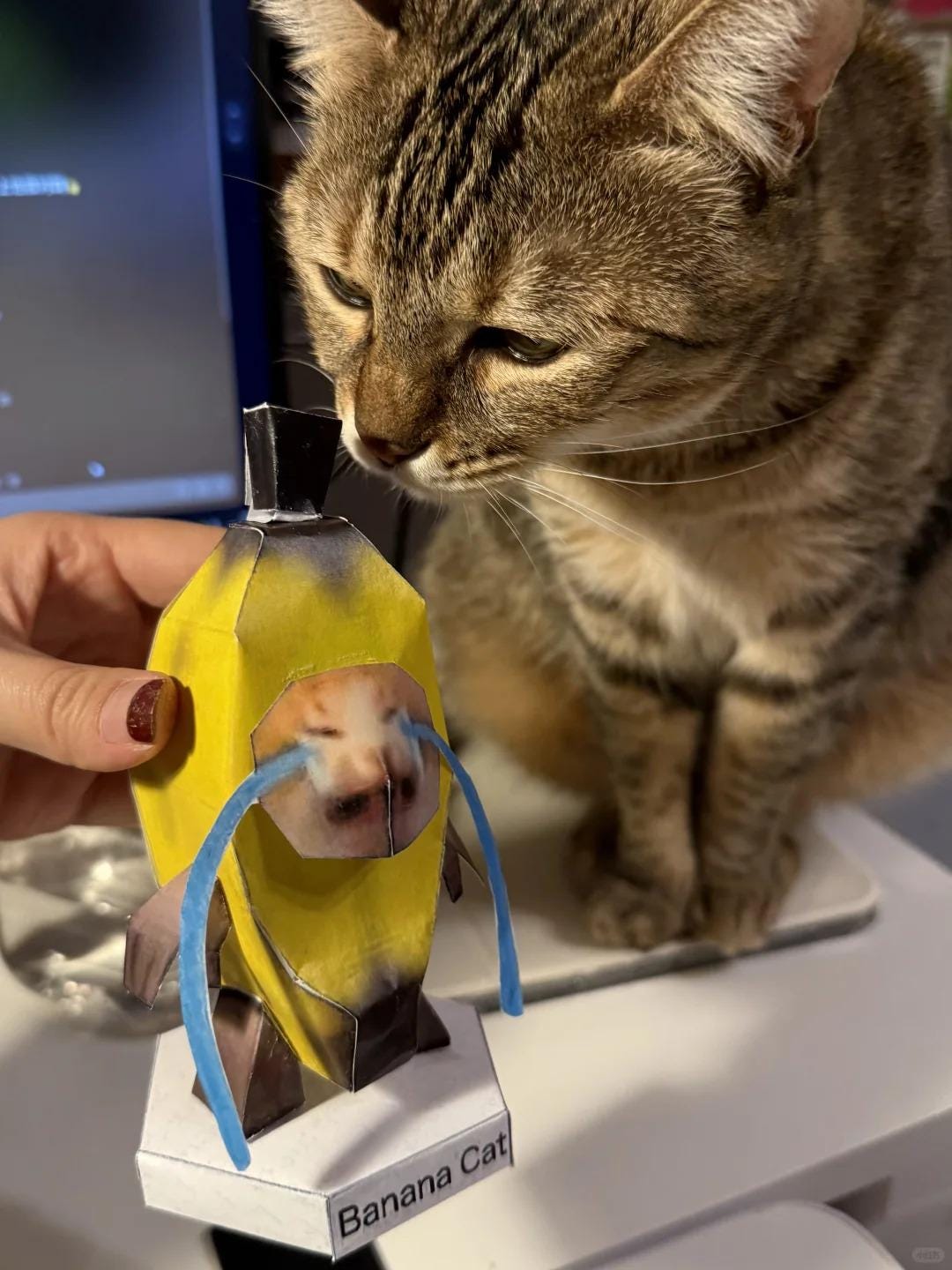 8 funny meme cat paper craft PDF Template, maxwell cat, happy cat, banana cat, apple cat, 8 printable paper craft bundle, memes, A4, DIY